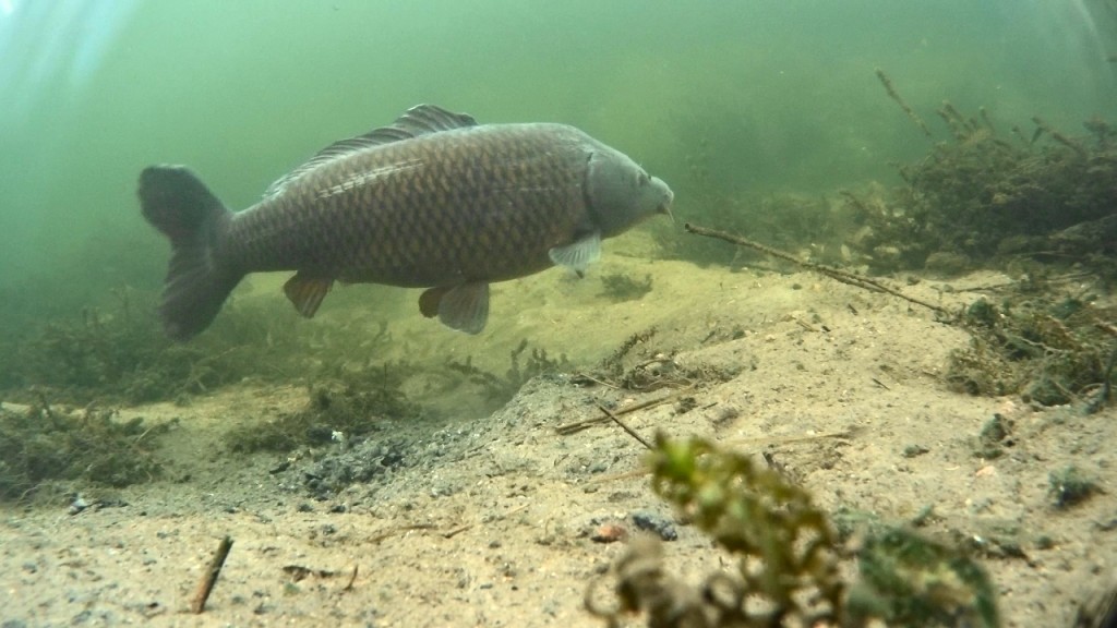 Deze was mij telkens te slim af..